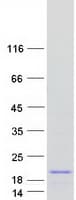 Human ATP6V1G3 Protein (Recombinant Myc-DDK (Flag))