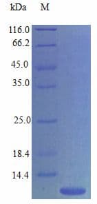 Mouse CCL4 / MIP-1 Beta Protein (Recombinant)