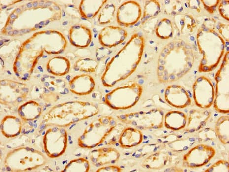 CD32A Antibody
