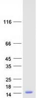 Human TXN / Thioredoxin / TRX Protein (Recombinant Myc-DDK (Flag))