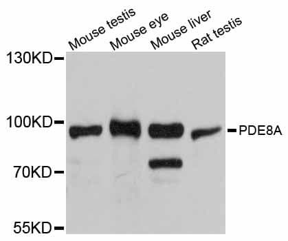 Polyclonal Rabbit anti-Human PDE8A Antibody (WB)