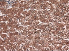 Monoclonal Mouse anti-Human CPA1 / Carboxypeptidase A Antibody (clone OTI2A3, IHC, IF, WB)
