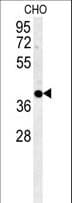 Polyclonal Rabbit anti-Human CCNYL1 Antibody (aa41-70, IHC, WB)