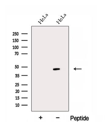 EAF1 / ELL Associated Factor 1 Antibody