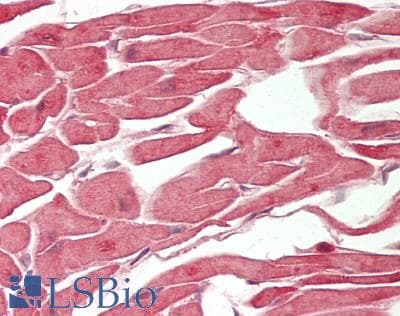 SLIRP / C14orf156 Antibody (aa51-100)