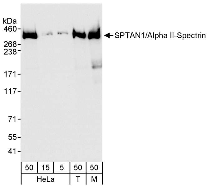 SPTAN1 / Alpha Fodrin Antibody (aa2422-2472)