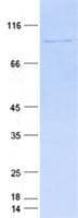 Human ZNF287 Protein (Recombinant His, N-Terminal)
