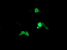 ARL8 / ARL5B Antibody (clone OTI2D7, Carrier-free)