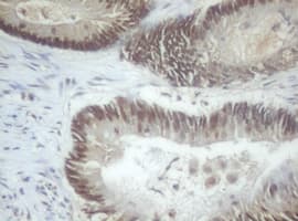 JUN / c-Jun Antibody (clone OTI2B2)