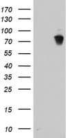 LRRC50 Antibody (clone OTI5F8)