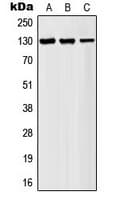 AFF1 / AF4 Antibody (N-Terminus)
