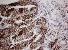 NDUFS2 Antibody (aa205-463, clone OTI1D5, Carrier-free)