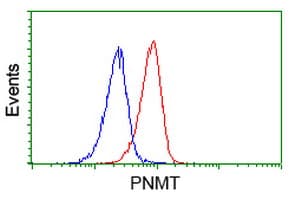 PNMT Antibody (clone OTI4F1)