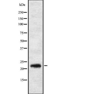 IL17C Antibody