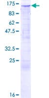 Human TRIM24 / TIF1 Protein (Recombinant GST)