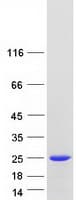 Human PPP1R14B Protein (Recombinant Myc-DDK (Flag))
