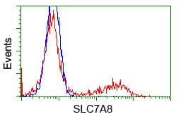 SLC7A8 / LAT2 Antibody (clone OTI2D4)