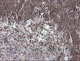 DEF6 Antibody (clone OTI2G2)