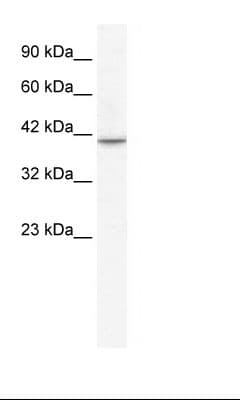 TBX1 Antibody (aa396-445)