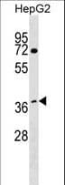 DCAF7 / WDR68 Antibody (aa285-314)
