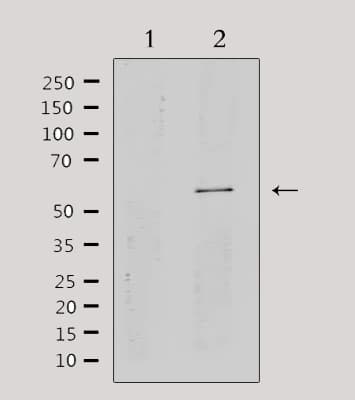 CYP2A13 Antibody
