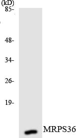 MRPS36 Antibody (aa36-85)