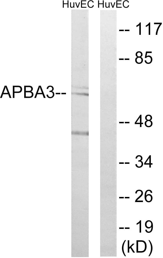 APBA3 / MINT3 Antibody (aa361-410)