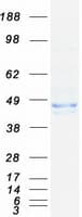 Human WDFY1 Protein (Recombinant Myc-DDK (Flag))
