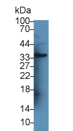 ANGPTL1 Antibody (aa36-297)