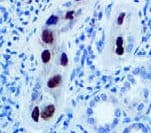 SV40 Antibody (clone Pab101)