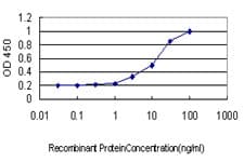 POLA1 / DNA Polymerase Alpha 1 Antibody (clone 3C11)