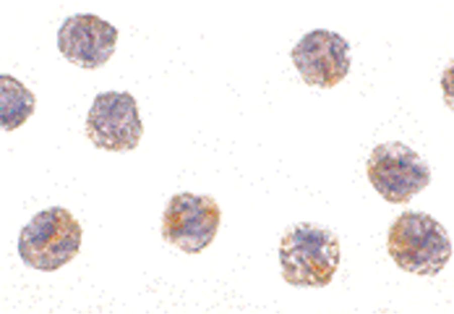 IHC-plus™ PCBP4 Antibody