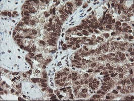 FATE1 Antibody (clone OTI1A1)