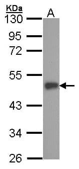 ELF3 / ESE1 Antibody (aa309-371)