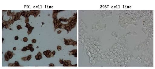 Monoclonal Mouse anti-Human PDCD1 / CD279 / PD-1 Antibody (clone OTI21F5, IF, WB)