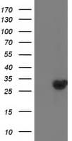 Thymidylate Kinase Antibody (clone OTI2B1, Carrier-free)