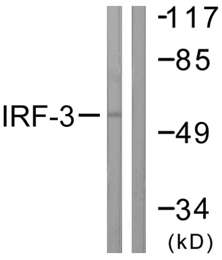 IRF3 Antibody (aa351-400)