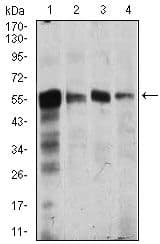CAMK4 / CaMK IV Antibody (Amino Acid: 35-292, clone 8C5B8)