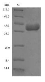 Wheat Omega-Gliadin Protein (Recombinant 6His-SUMO, N-terminus)