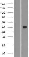 GDPD1 Protein (Over-Expression Lysate Myc-DDK (Flag))
