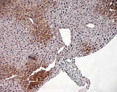 Polyclonal Rabbit anti-Mouse GLP2 Antibody (IHC)