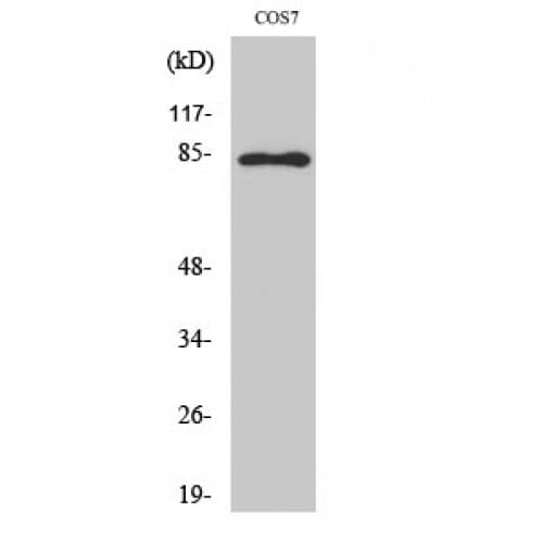 STAT1 Antibody (640-720 aa)