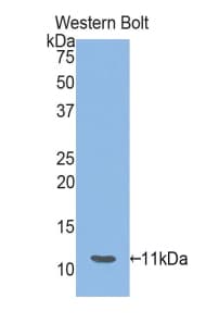 HSPA8 / HSC70 Antibody (aa534-615, PE)