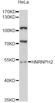 Polyclonal Rabbit anti-Human HNRNPH2 / hnRNP H2 Antibody (IF, WB)