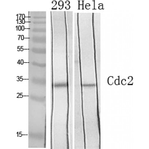 Polyclonal Rabbit anti-Human CDK1 / CDC2 Antibody (100-180 aa, WB)