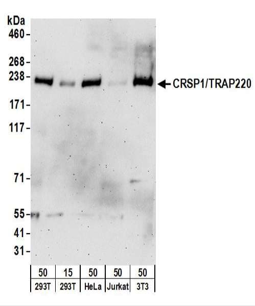MED1 / TRAP220 Antibody (aa1531-1581)