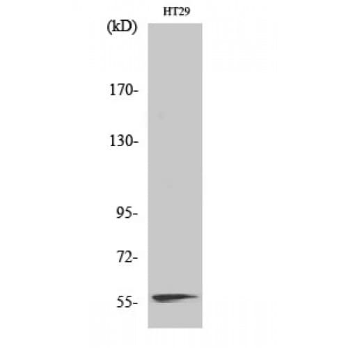 Polyclonal Rabbit anti-Human NAB2 Antibody (230-310 aa, Internal, IHC, WB)