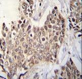 Polyclonal Rabbit anti-Human ZBTB42 Antibody (aa37-65, IHC, WB)