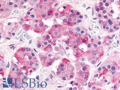 IHC-plus™ GHRHR Antibody (N-Terminus)