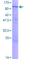 Human PCDHB12 Protein (Recombinant GST)